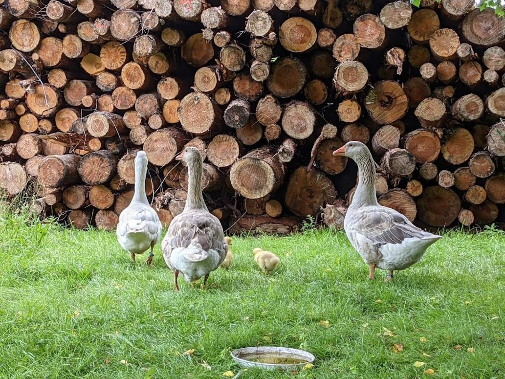 Helenes Ferienwohnung Auf Dem Bauernhof - Lausitzer Seenland Lauta 외부 사진