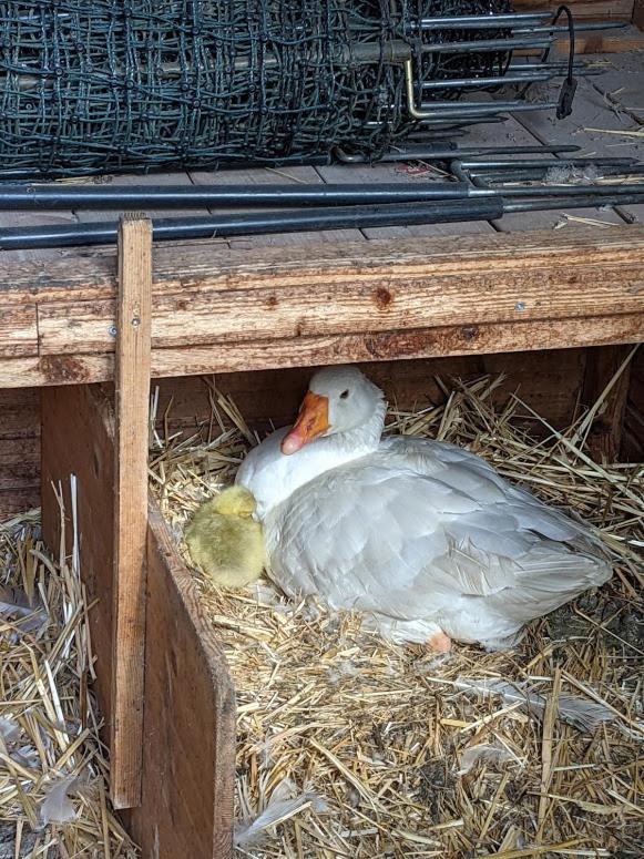 Helenes Ferienwohnung Auf Dem Bauernhof - Lausitzer Seenland Lauta 외부 사진
